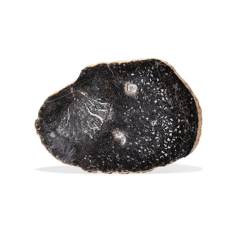 Fossil Fern from Ohio/Auctiondaily