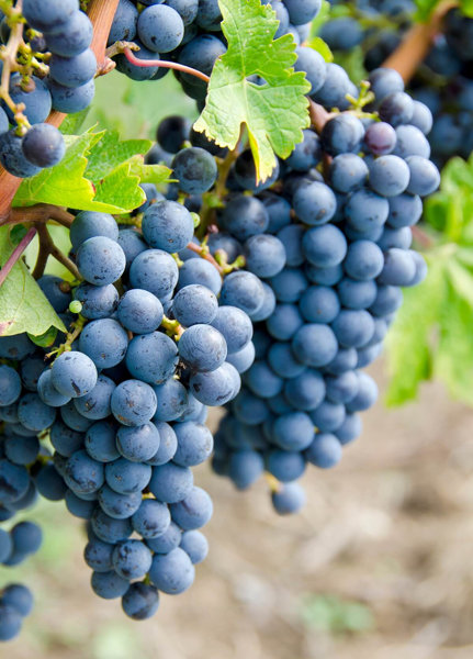 Fine & Rare Wine Signature Auction – Beverly Hills