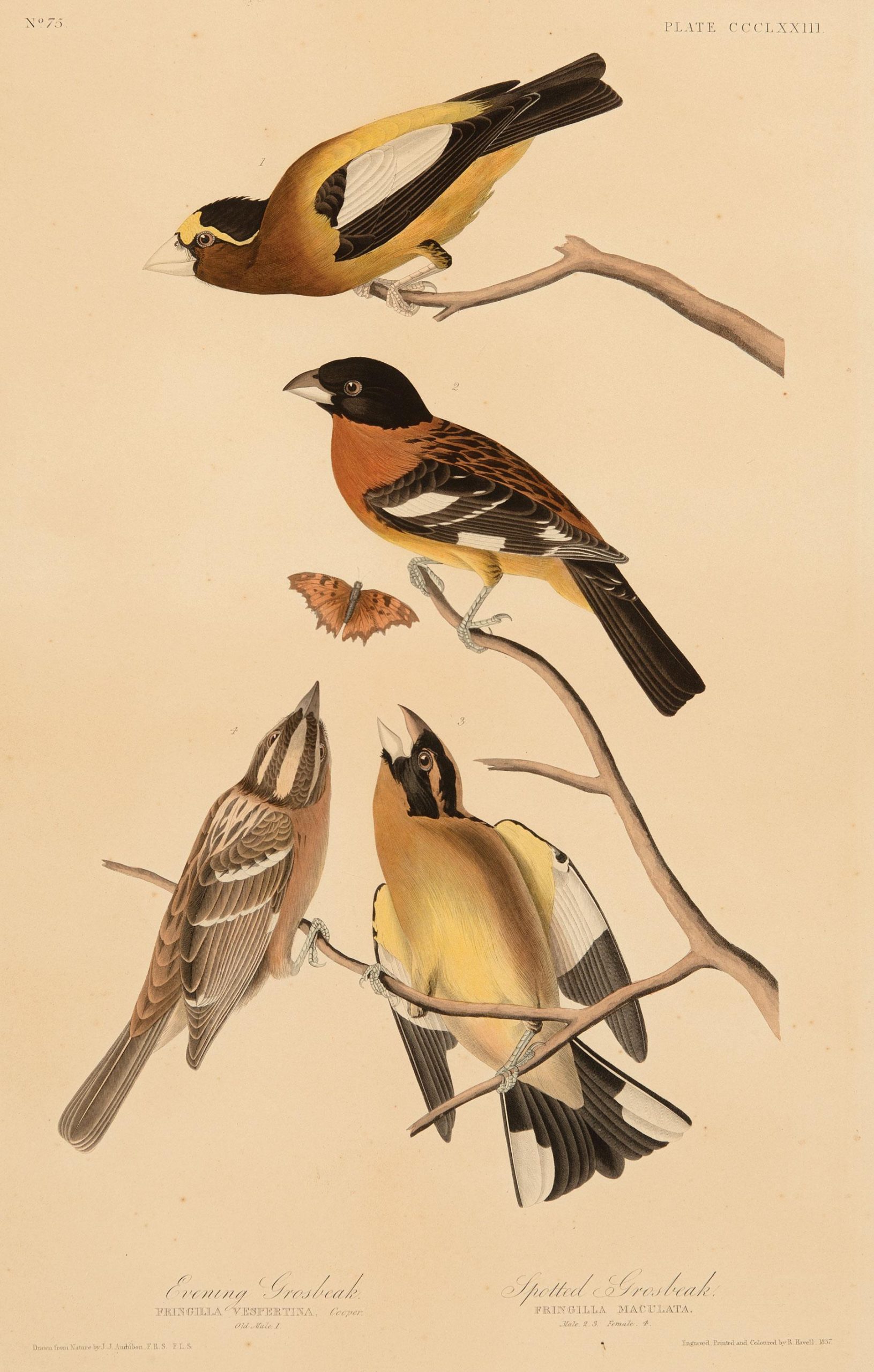 John James Audubon (American, 1785-1851)