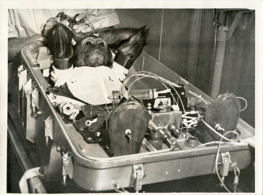 Vintage Historical Photograph Chimps Astronaut Space