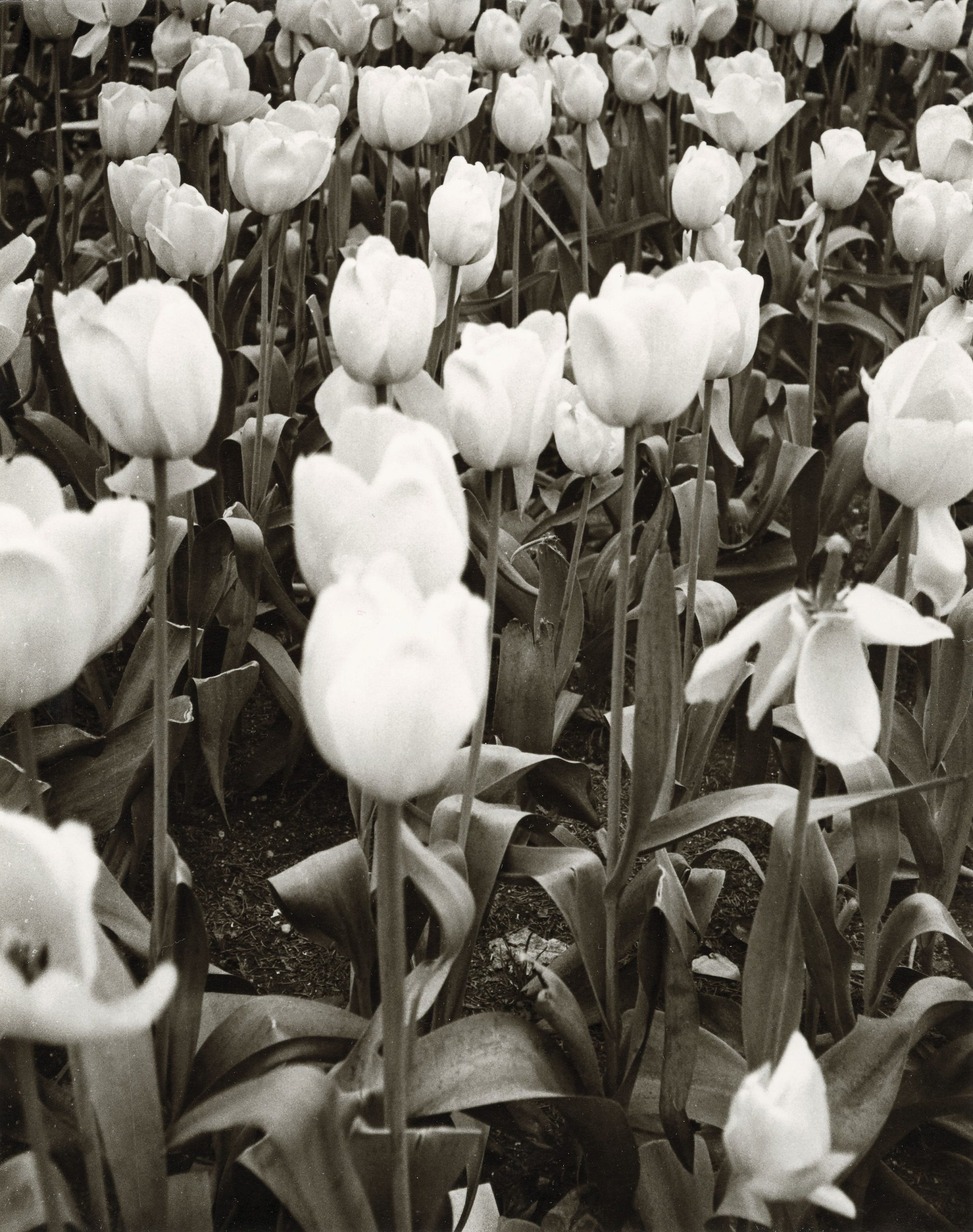 ANDY WARHOL (1928-1987) Tulips