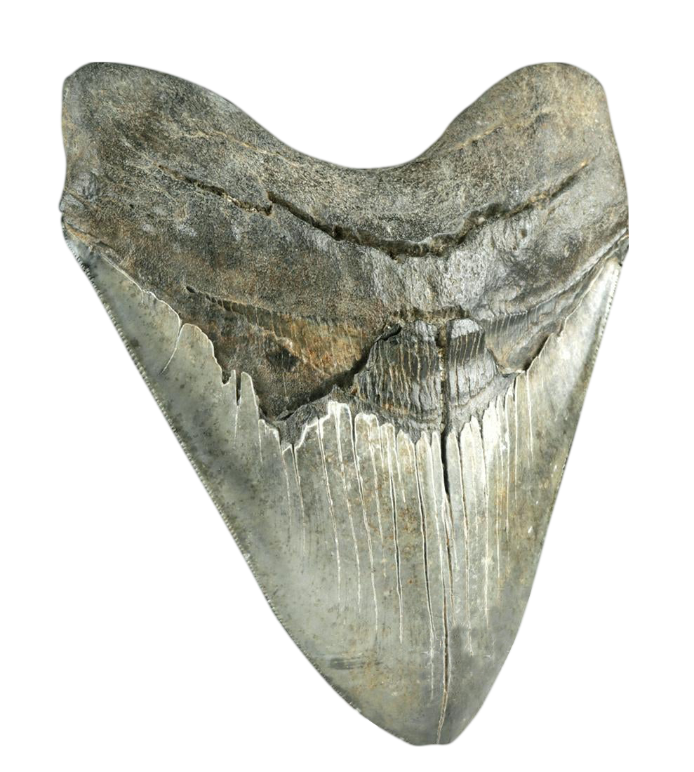 Large Megalodon Tooth from N. Carolina River