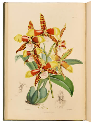 BATEMAN, JAMES. 1811-1897