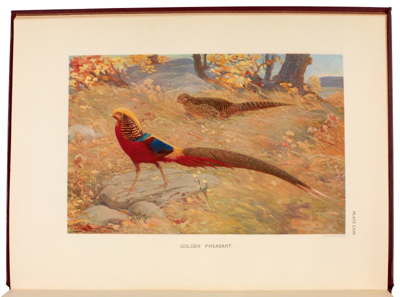 BEEBE, C.W. - A Monograph of the Pheasants, London 1918-1922, 4 volumes
