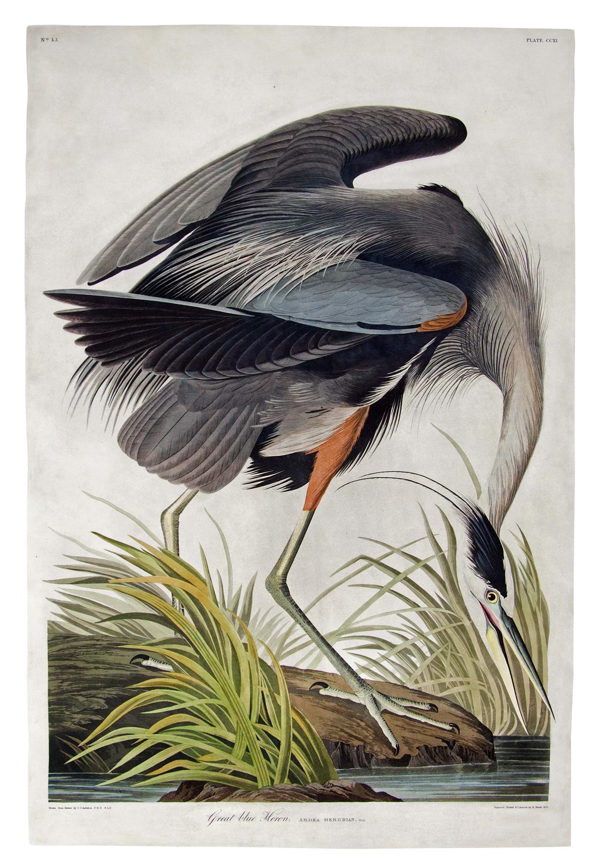 AUDUBON, JOHN JAMES. Great Blue Heron
