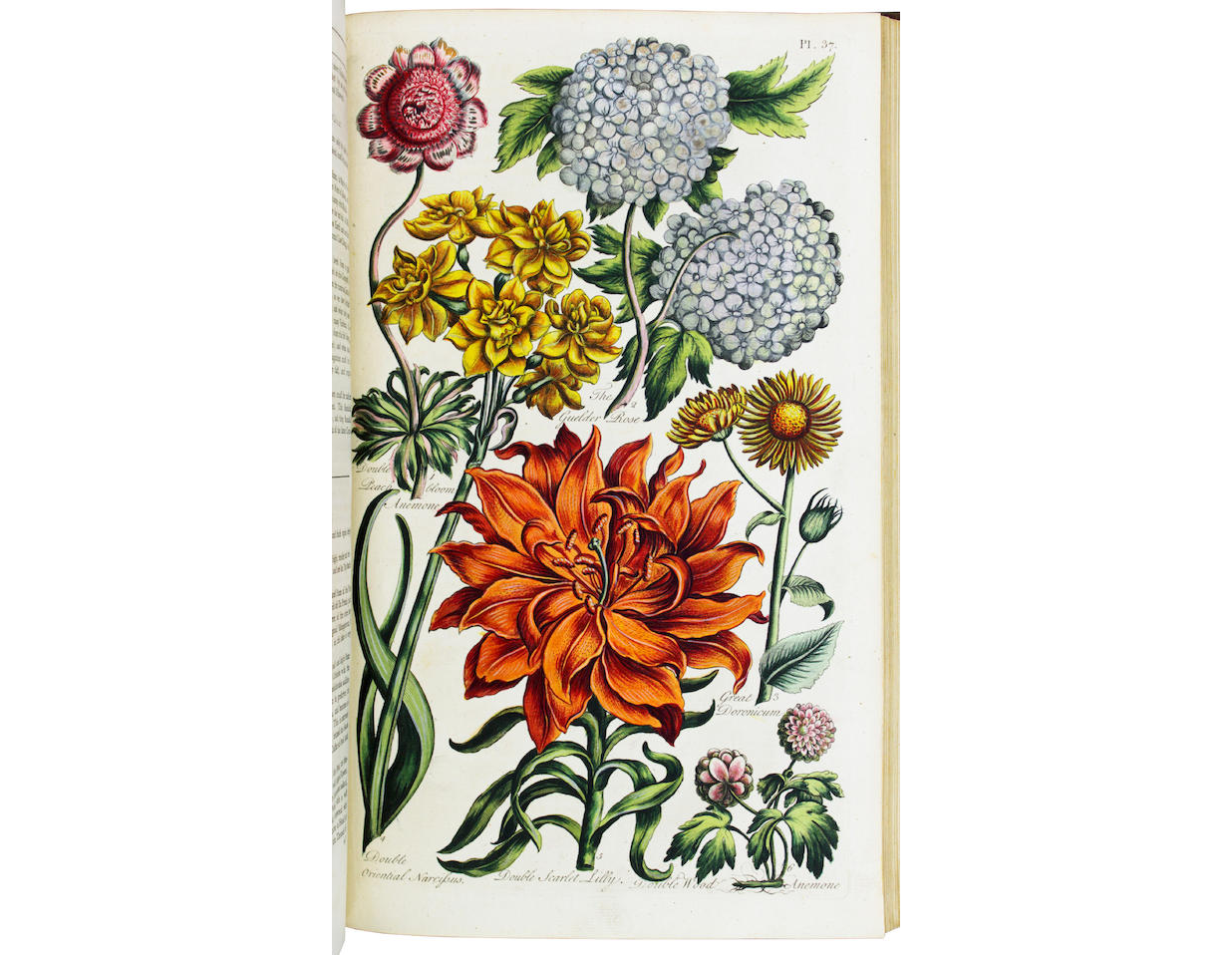 John Hill, Compleat Body of Gardening