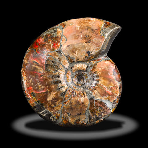 RUSSIAN RED AMMONITE