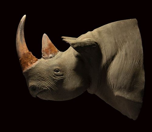 BLACK RHINOS