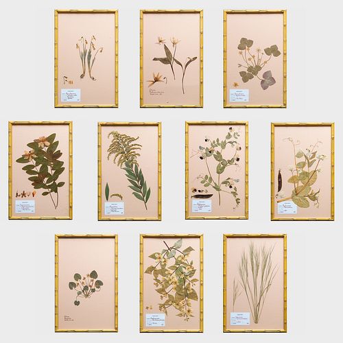 William Stuart Thornton (b. 1946)- Ten Pressed Botanicals