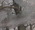Canadian Artist wins CollexArt Purchase Award for Contemporary Landscape