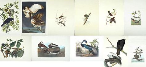John James Audubon (1785-1851), Group of Eleven Prints, consisting of Barn Owl, No. 35, Plate 171, Amsterdam ed. American Crow