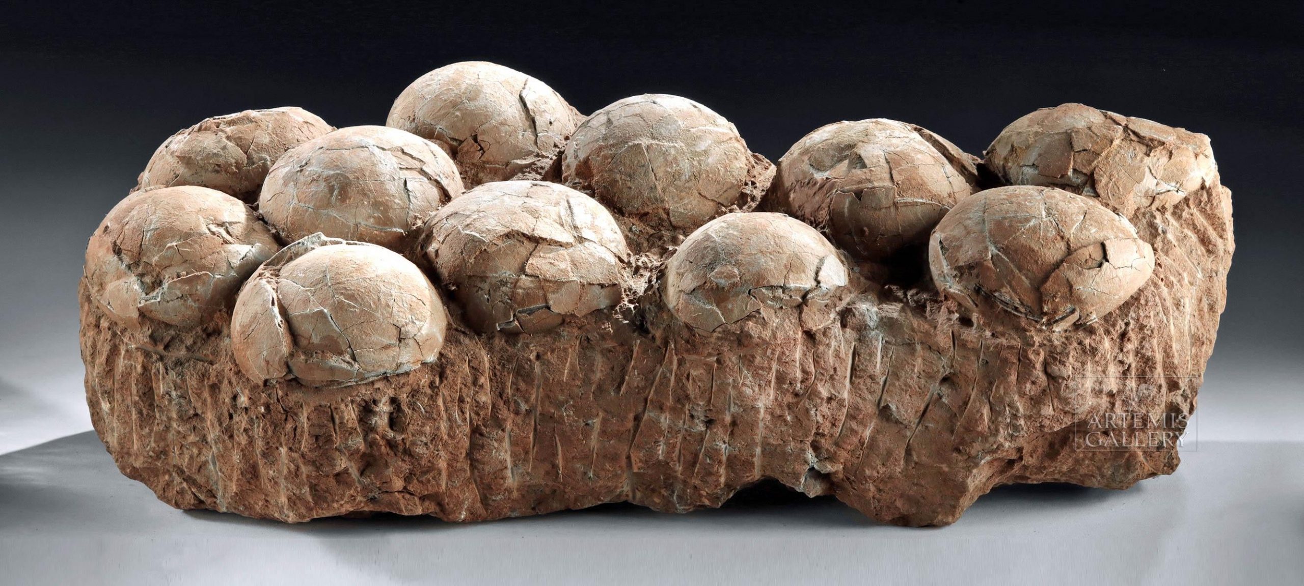 Therizinosaurus Egg Clutch, 70 to 120 Million Years Old
