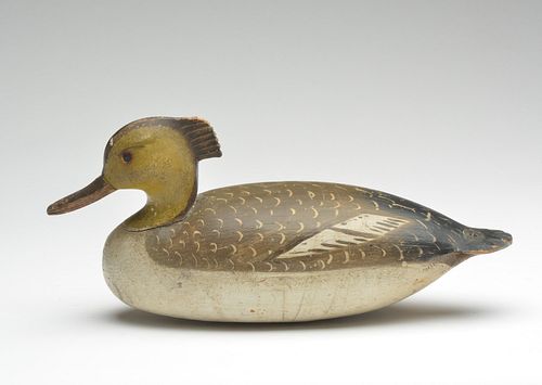 Excellent merganser hen, Ira Hudson, Chincoteague, Virginia, 1st quarter 20th century.