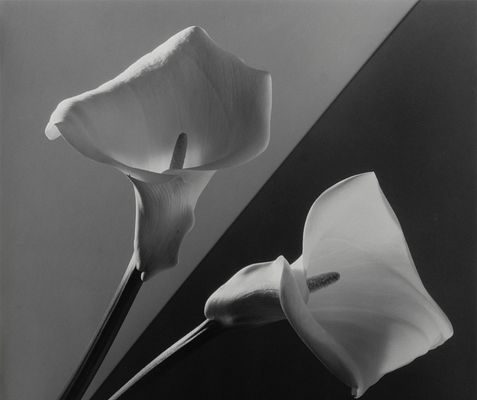 Robert Mapplethorpe (American, 1946-1989) Calla Lilies, 1988