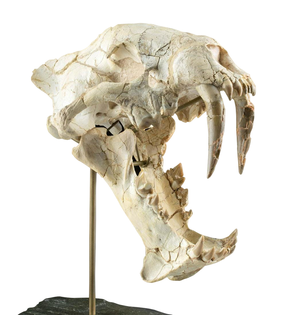 Rare Fossilized Sabertooth Hoplophoneus Skull