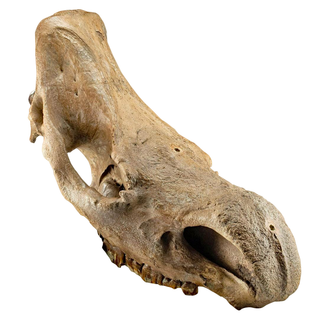 Fossilized Siberian Woolly Rhinoceros Skull