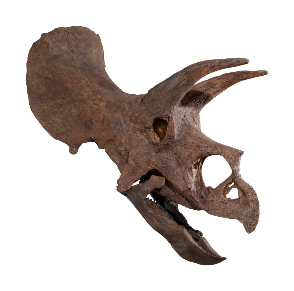 An Exceptional, Very Complete Triceratops Skull