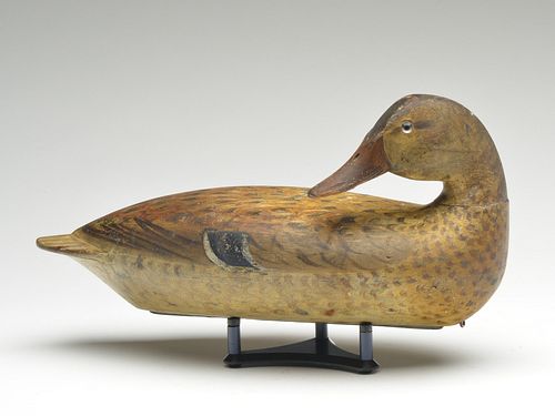 Rare and important back preening mallard hen, Robert Elliston, Bureau, Illinois, circa 1900.