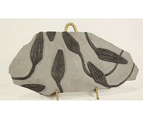 SPECTACULAR CRINOID FOSSIL PLATE