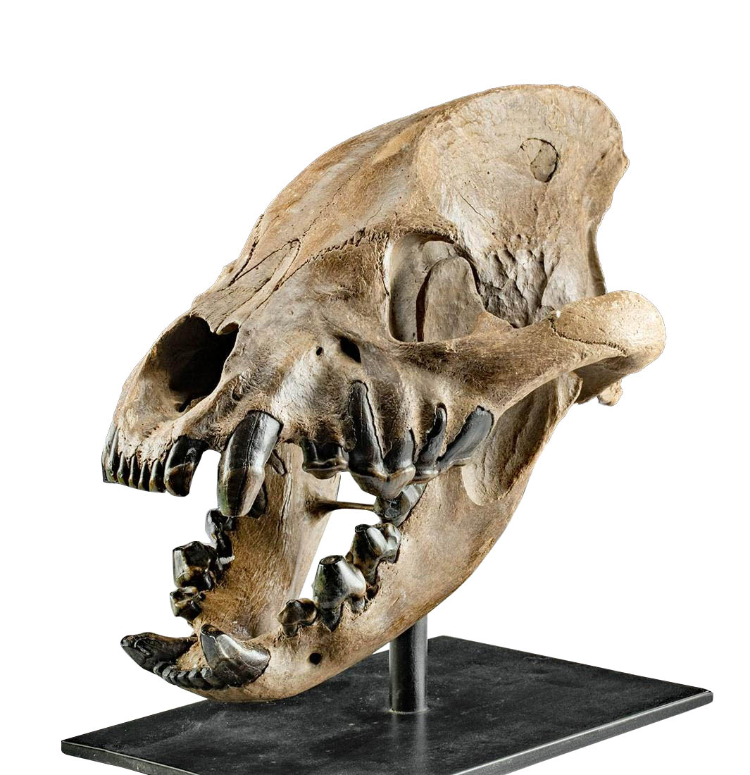Rare Fossilized Cave Hyena Skull - Choice!