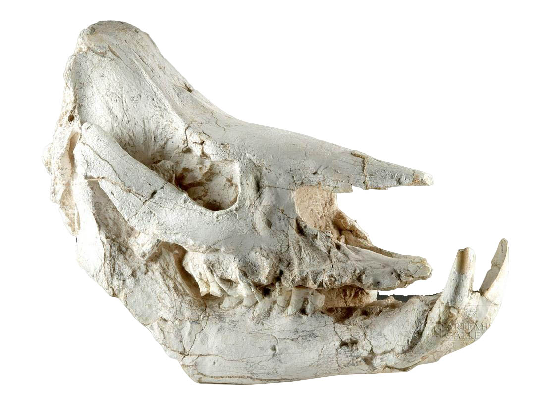 Huge Fossilized Rhinoceros Skull Chilotherium Species