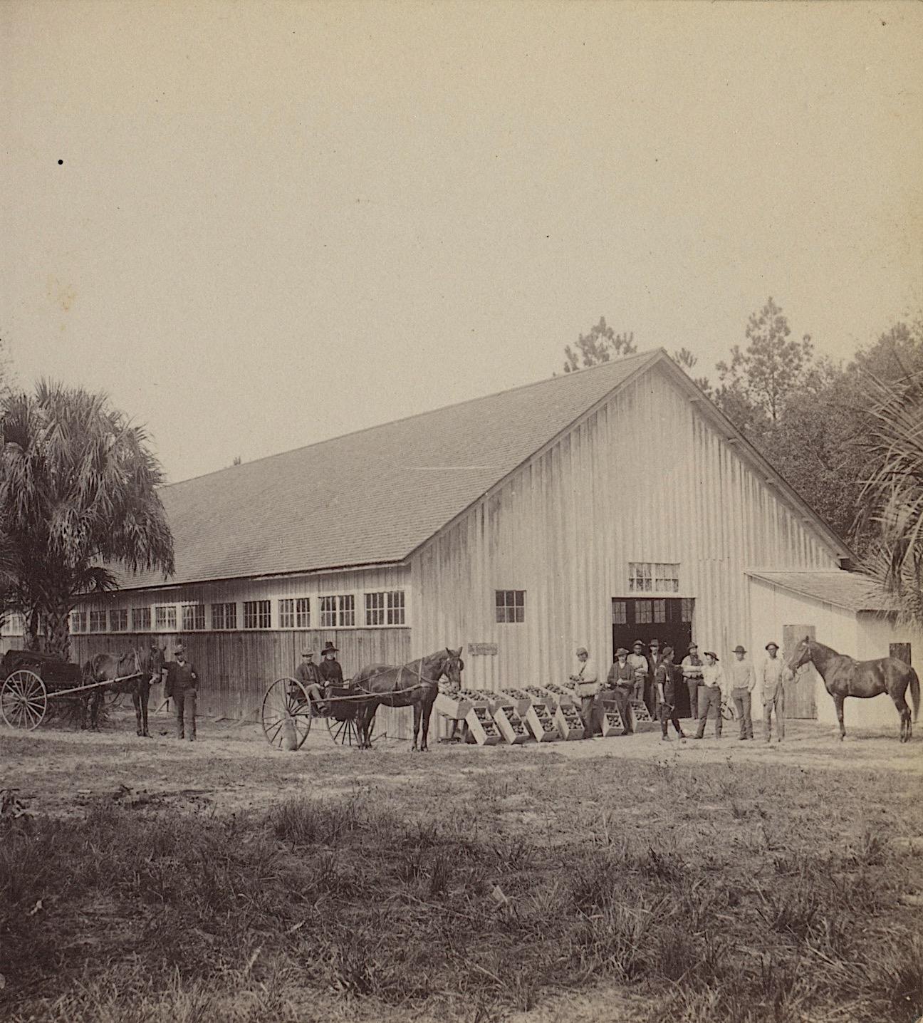 Antique Rare Real Photo Stereoview Florida Orange City