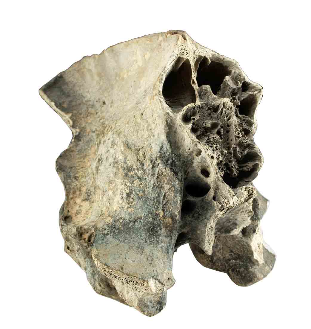 Fossilized Sabertooth Smilodon Populator Skull Fragment