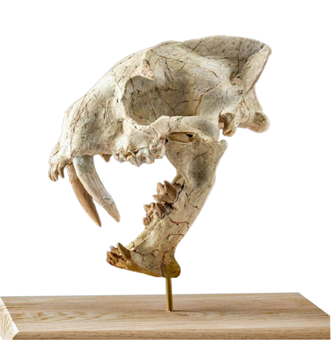 Rare Fossilized Hoplophoneus Saber Cat Skull