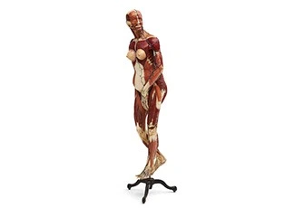Dr. Louis Auzoux Full Body Medical Teaching Model