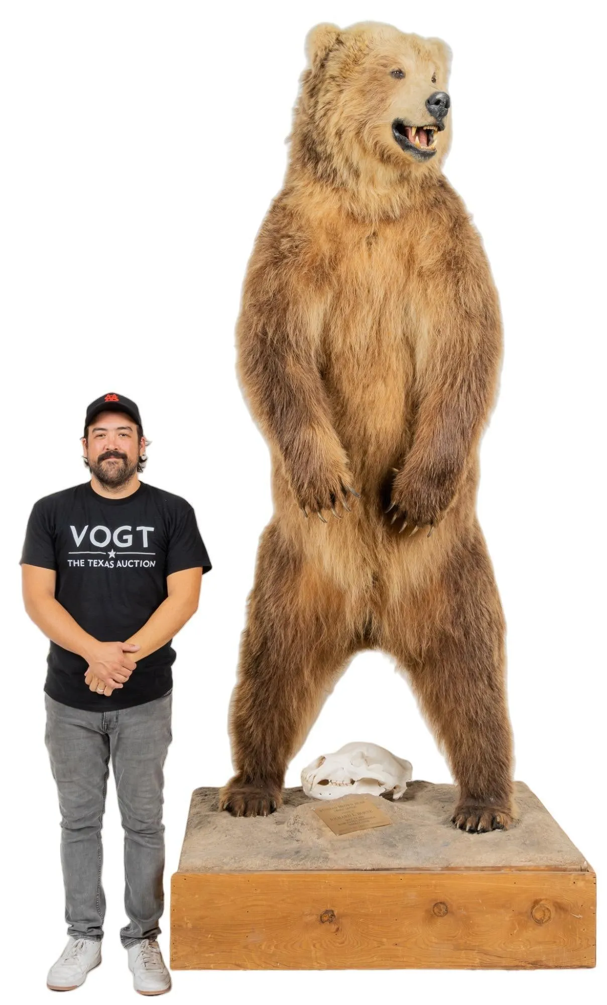 Full Size Russian Brown Bear Mount