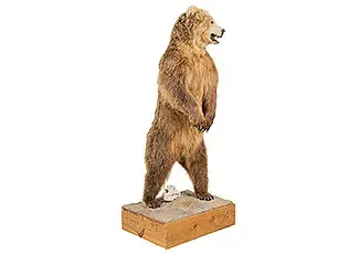 Full Size Russian Brown Bear Mount