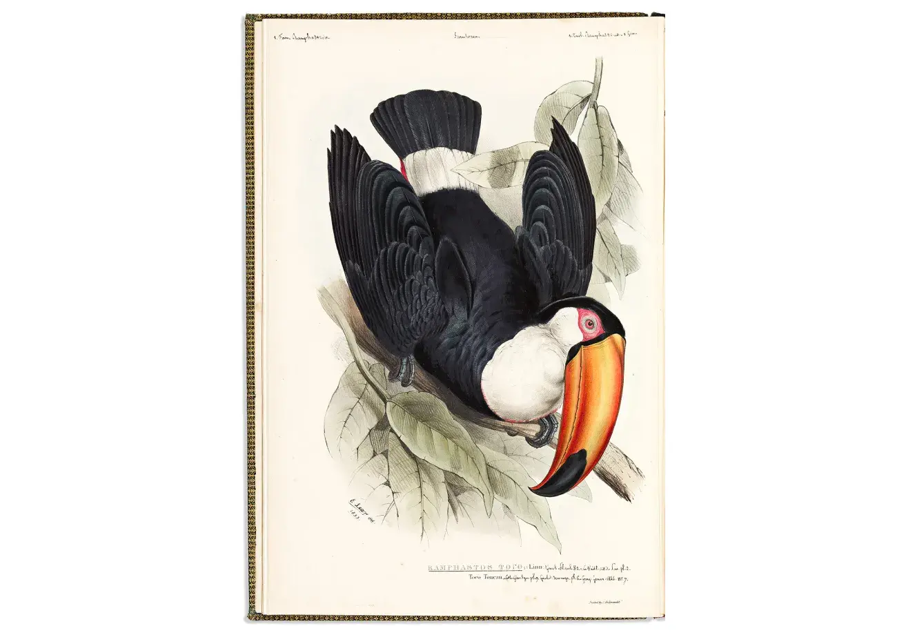 John Gould. A Monograph of the Ramphastidae, or Family of Toucans